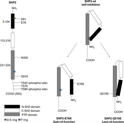 Activating Mutation of SHP2 Establishes a Tumorigenic Phonotype Through Cell-Autonomous and Non-Cell-Autonomous Mechanisms